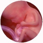 15 haftalık gebelik bebek